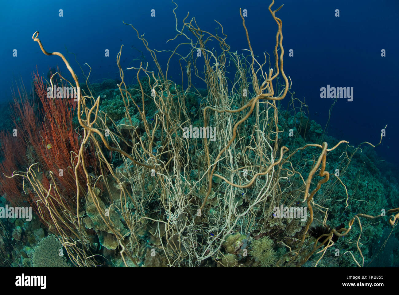 Olive Meer Peitschen (Junceella sp). zusammen mit der roten Peitsche Korallen, Ellisella sp. Stockfoto