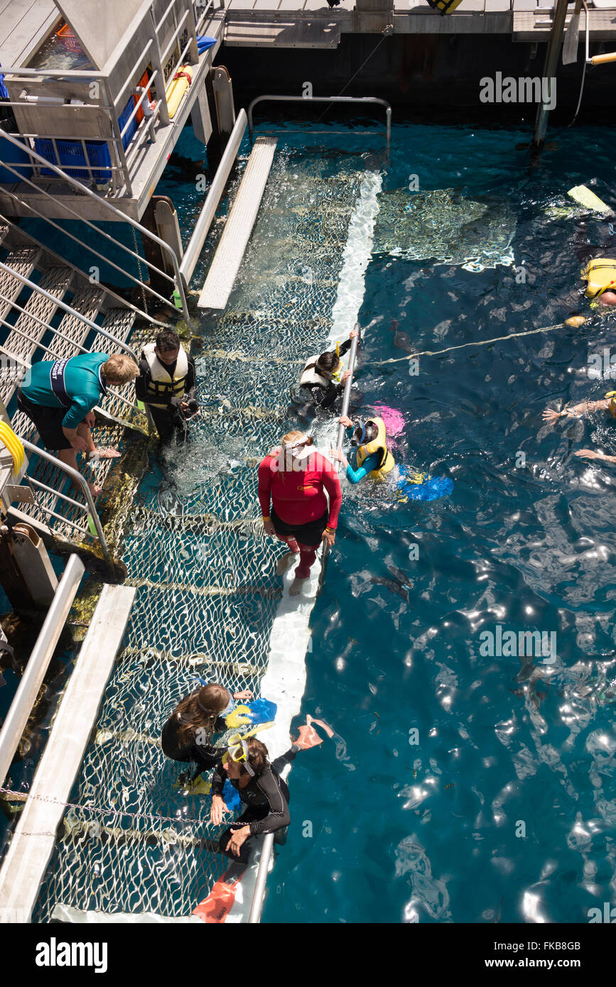 Touristen tragen Tauchanzüge und Schnorcheln rund um die einleitenden Tauchbecken die große schwimmende Plattform befestigt ist, Stockfoto