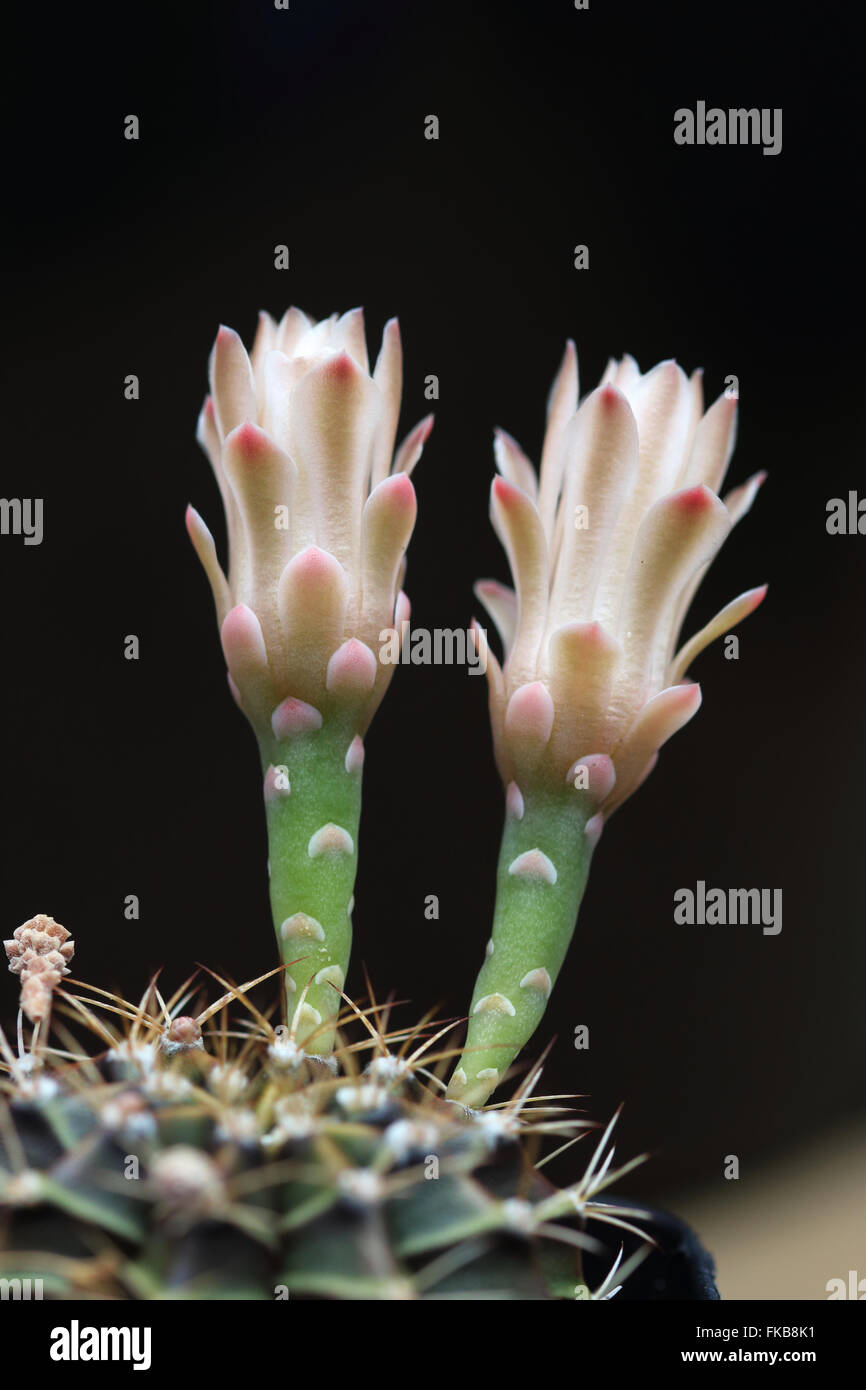 Gymnocalycium Mihanovichii oder bekannt als Rose Karo Kaktus oder Kinn Kaktus Stockfoto