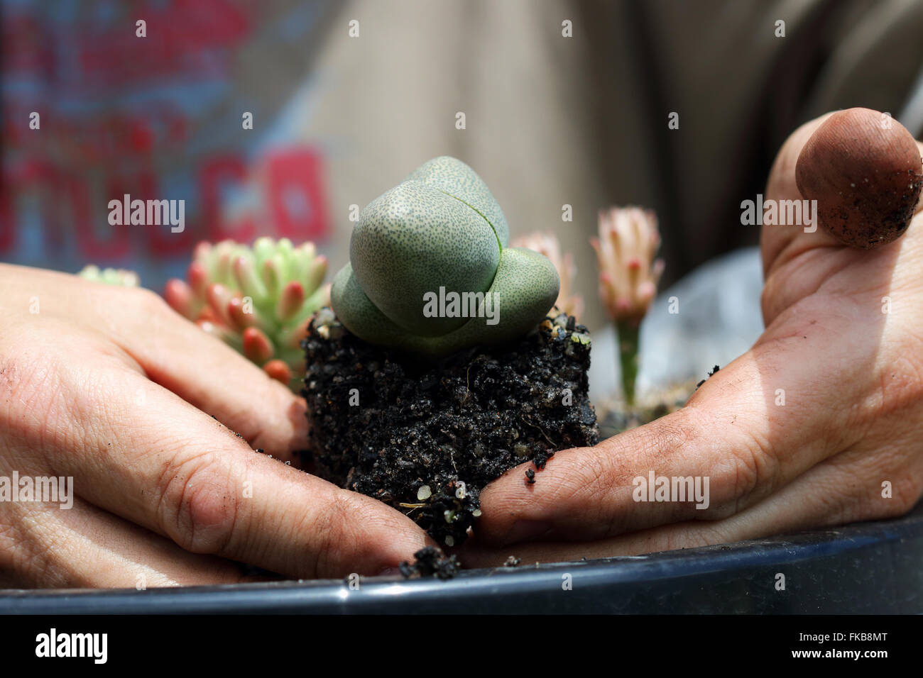 Pleiospilos Nellii oder bekannt als Living Rock Sukkulenten Stockfoto