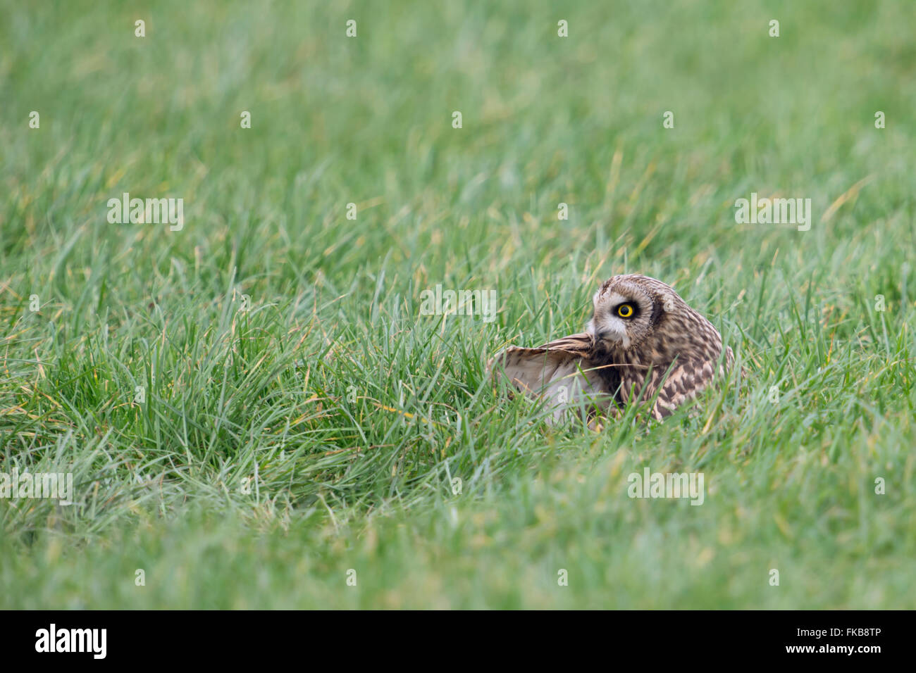 Kurzohrige Eulen / Sumpfohreule ( Asio flammeus ) ruhen sich tagsüber im Gras aus, reinigen ihre Federn, Tiere, Europa. Stockfoto
