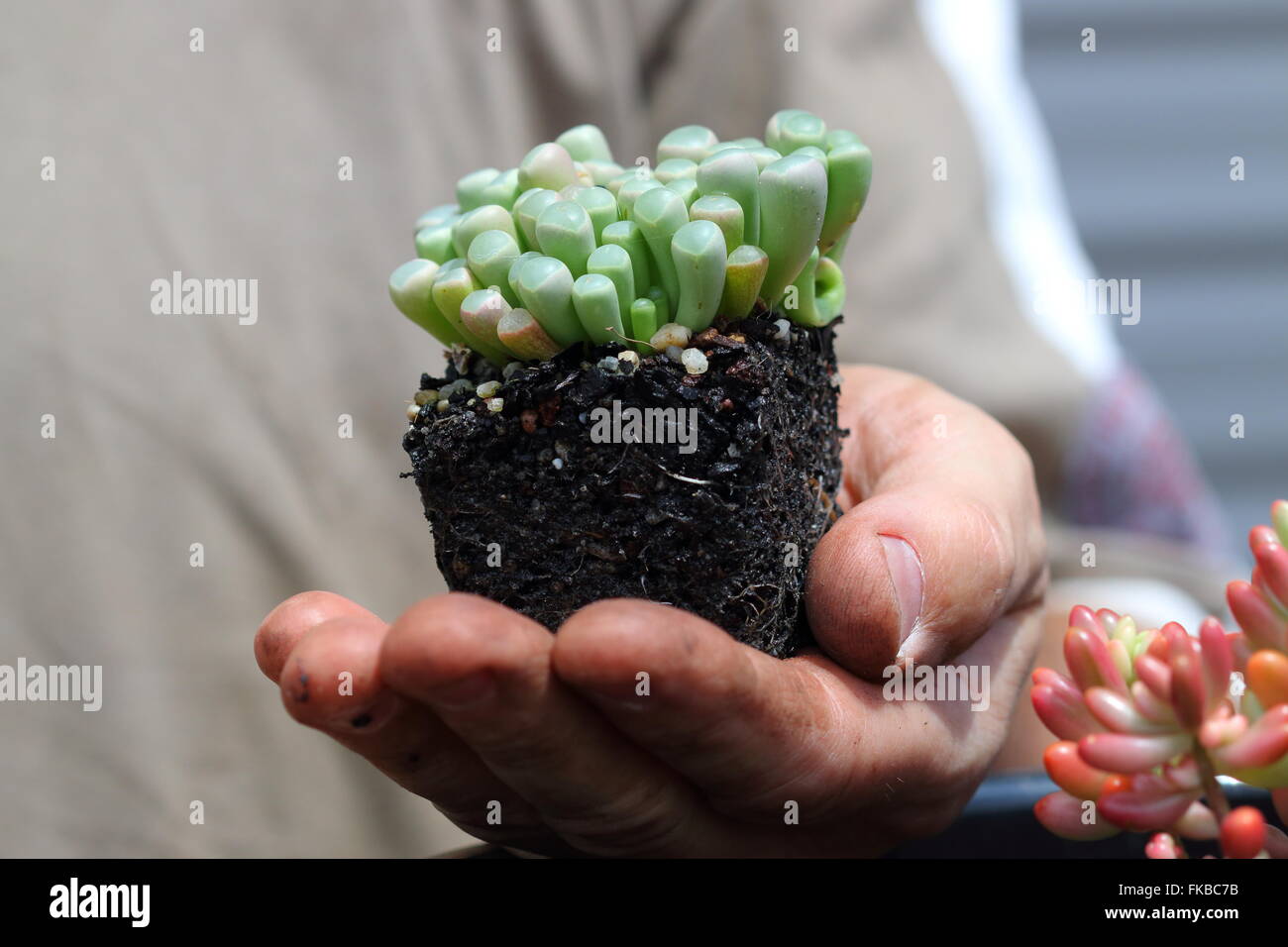 Fenestraria Aurantiaca oder bekannt als Babys Zehen oder Fenster Stockfoto