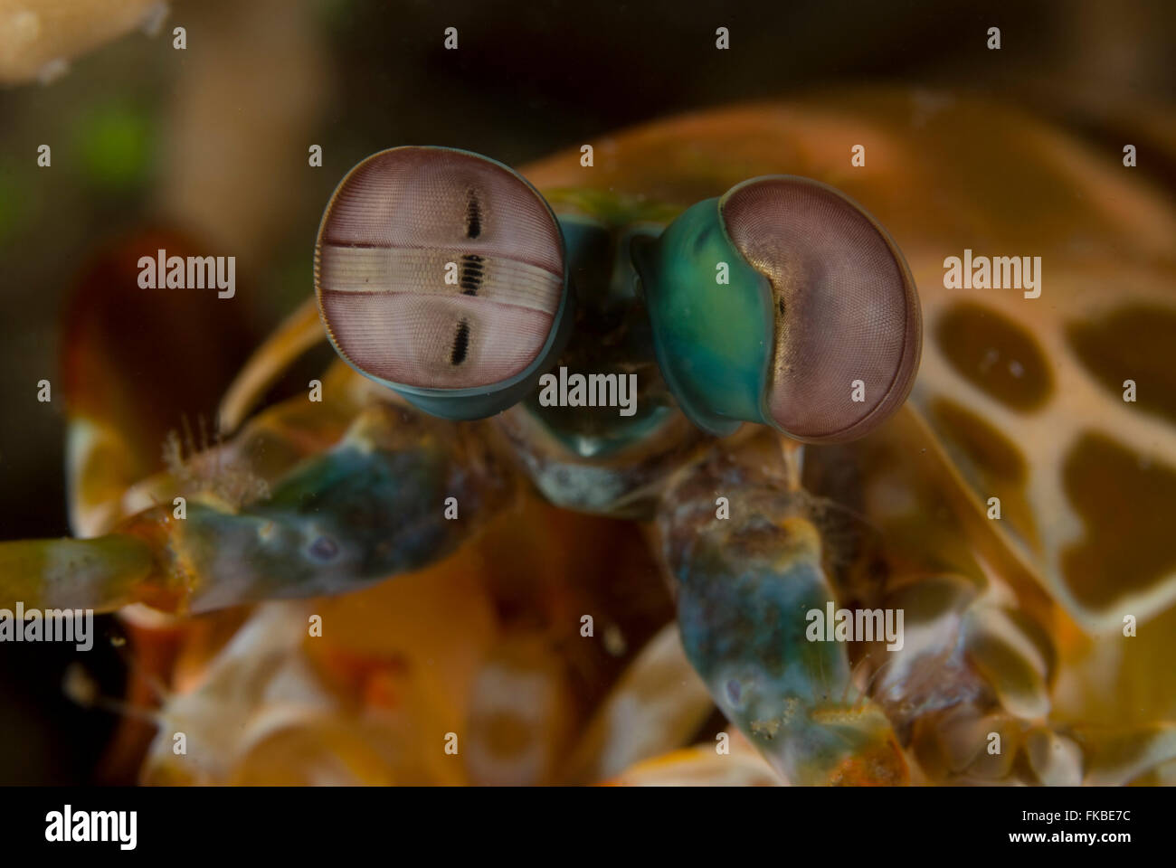 Der Pfau Fangschreckenkrebse, Odontodactylus Scyllarus, auch bekannt als die Mantis Harlekingarnelen oder bemalte Fangschreckenkrebse ist ein lar Stockfoto