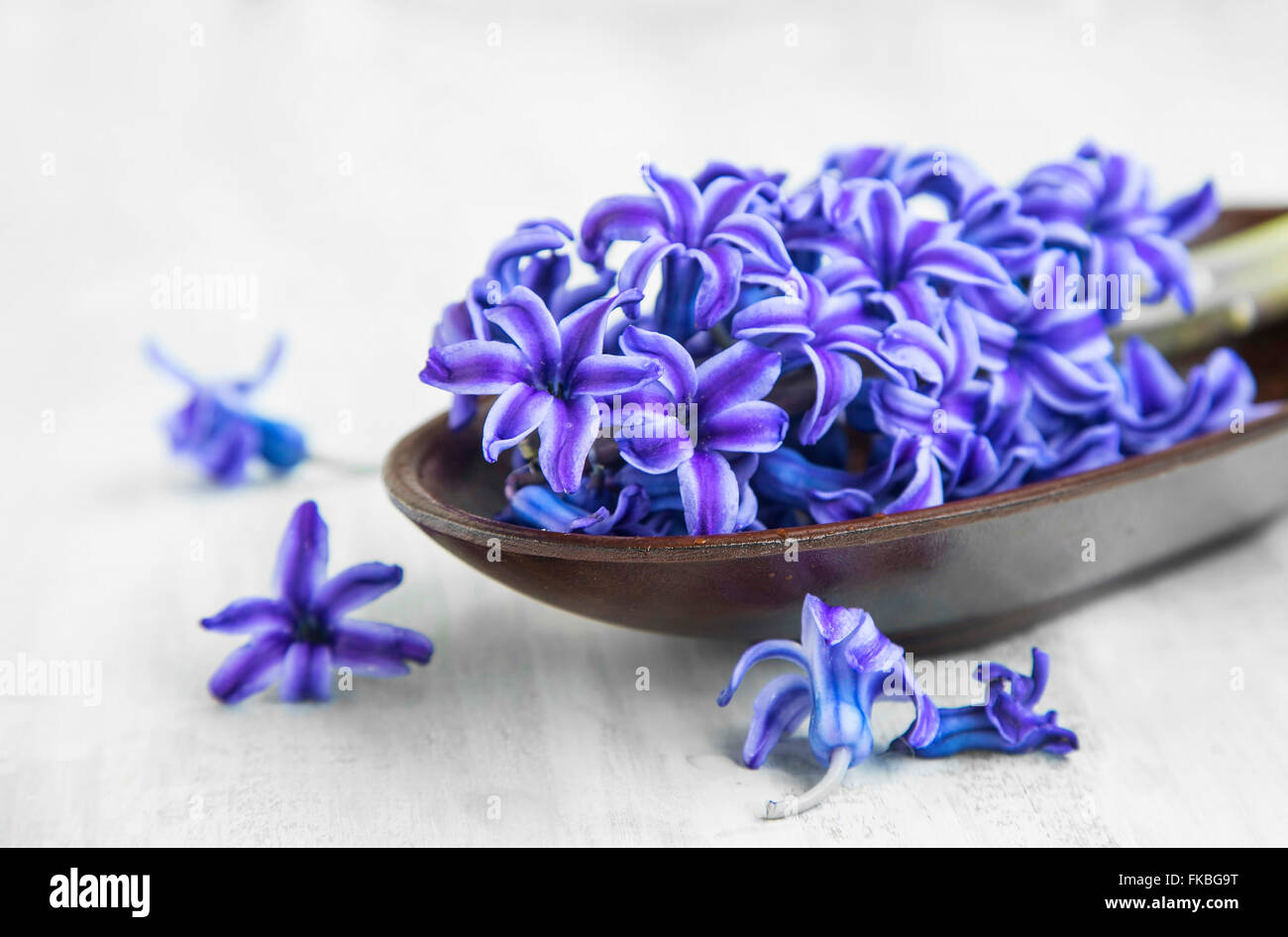 Spa-Blume mit blaue Hyazinthe in einer Holzschale Stockfoto