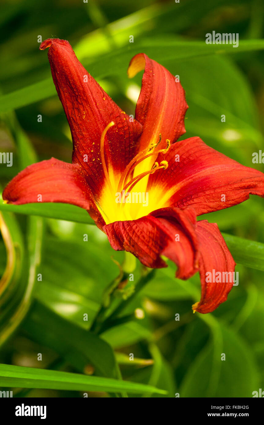 Schöne orange Lilie Blume in einer Nahaufnahme Bild Stockfoto