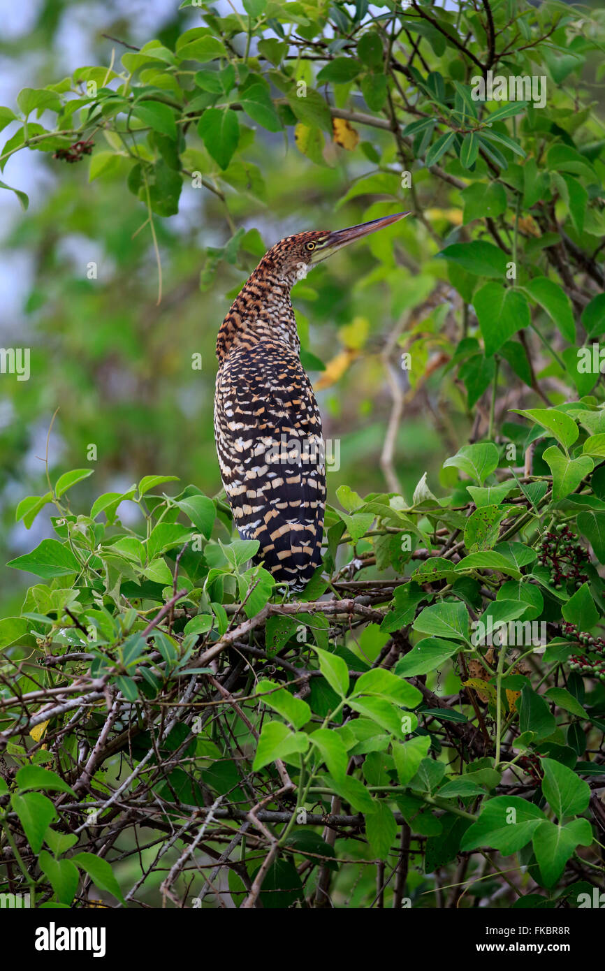 Rufescent Tiger-Reiher, jung, Pantanal, Mato Grosso, Brasilien, Südamerika / (Tigrisoma Lineatum) Stockfoto