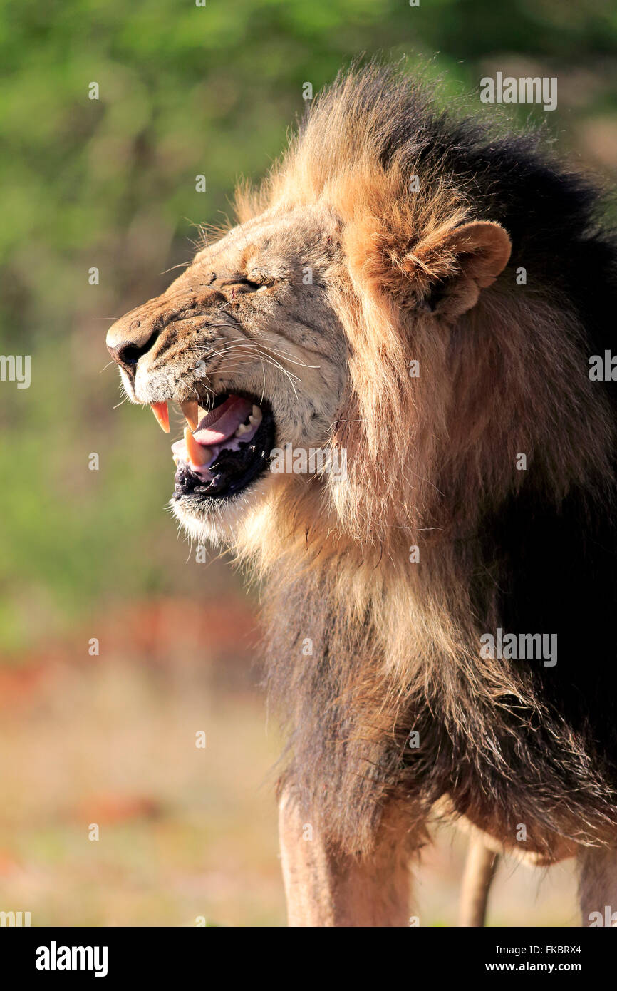 Löwe, erwachsenen männlichen Flehming Porträt, Wildreservat Tswalu Kalahari, Northern Cape, Südafrika, Afrika / (Panthera Leo) Stockfoto