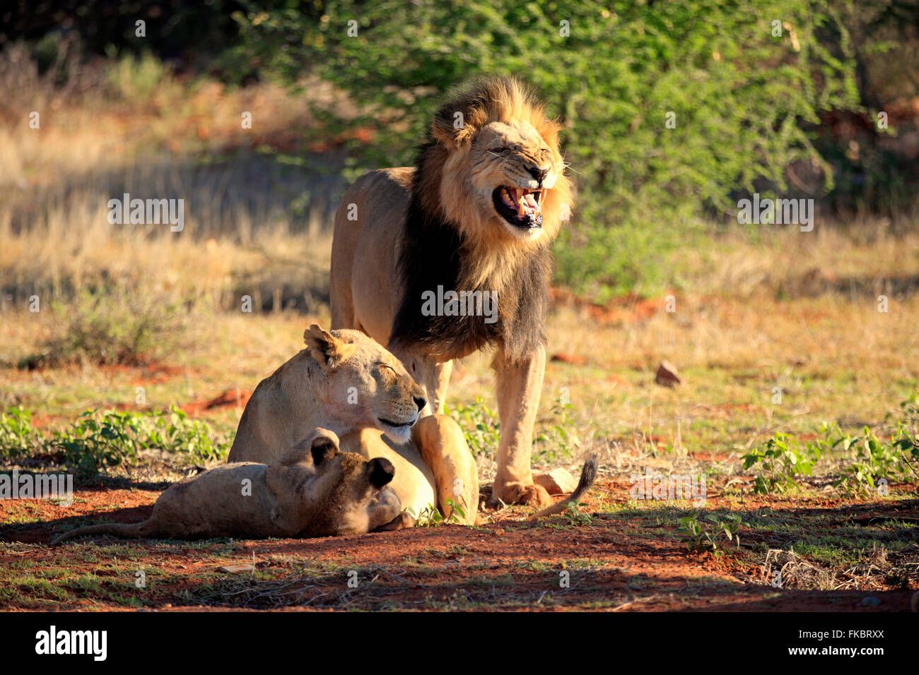 Löwe, Familie warnen Flehming, Game Reserve Tswalu Kalahari, Northern Cape, Südafrika, Afrika / (Panthera Leo) Stockfoto