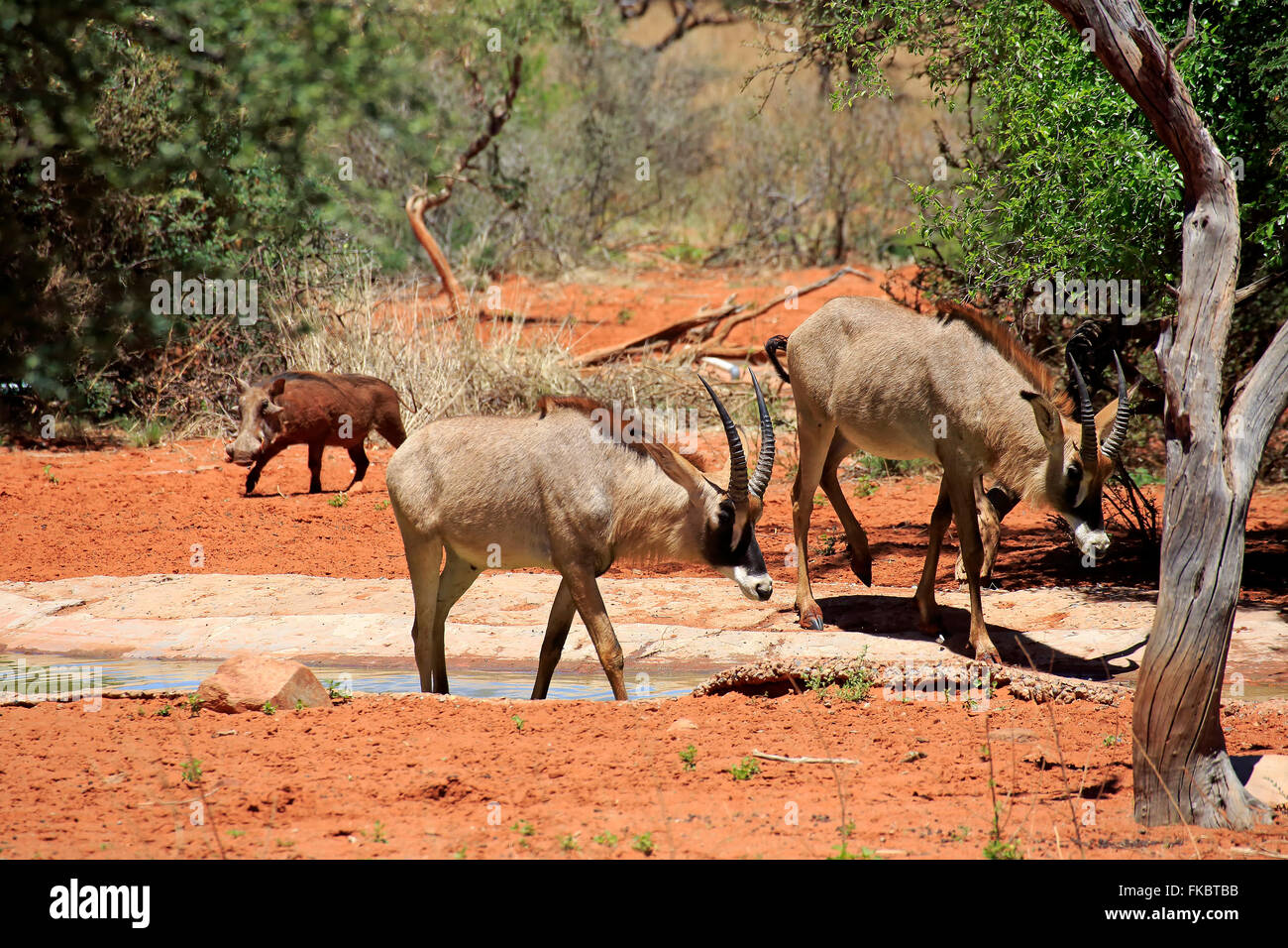 Roan Antilope, Gruppe am Wasserloch, Tswalu Game Reserve, Kalahari, Northern Cape, Südafrika, Afrika / (Hippotragus Spitzfußhaltung) Stockfoto
