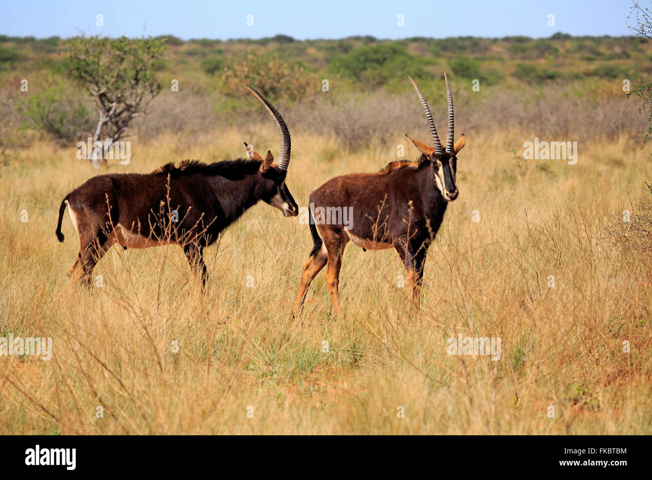 Rappenantilope, zwei Männchen, Wildreservat Tswalu Kalahari, Northern Cape, Südafrika, Afrika / (Hippotragus Niger) Stockfoto