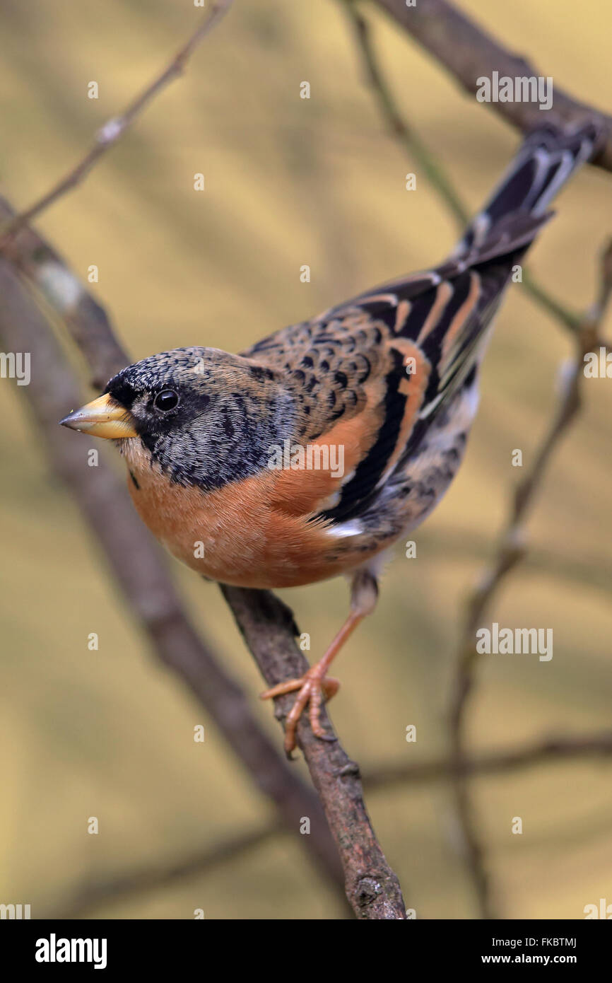 Bergfink (Fringilla montifringilla) Stockfoto