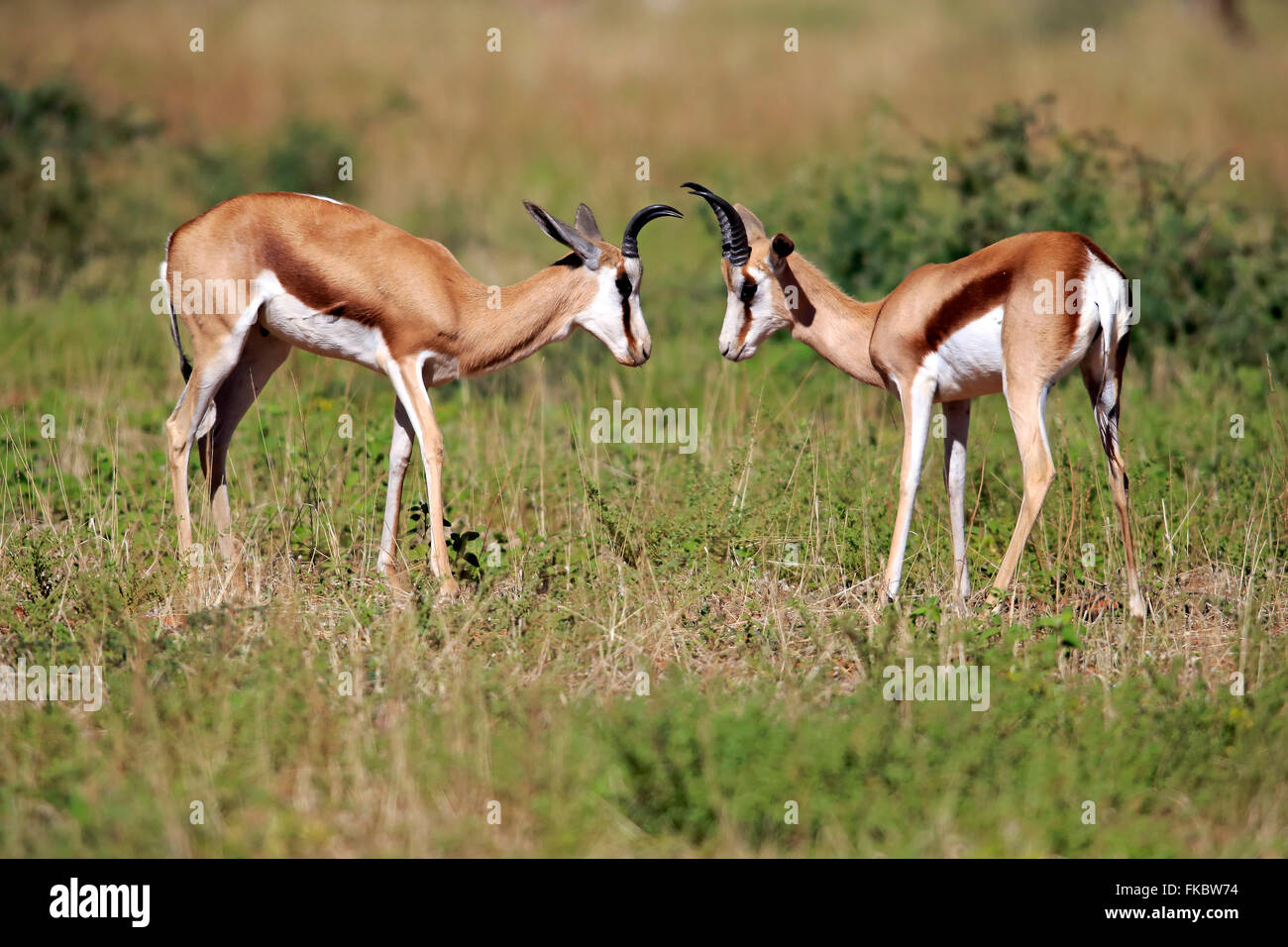 Springbock, zwei Männchen, Wildreservat Tswalu Kalahari, Northern Cape, Südafrika, Afrika / (Antidorcas Marsupialis) Stockfoto