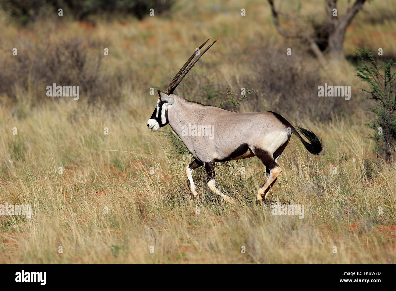 Gemsbock, Oryx, Oryx, Erwachsenen ausgeführt, Tswalu Game Reserve, Kalahari, Northern Cape, Südafrika, Afrika / (Oryx Gazella) Stockfoto