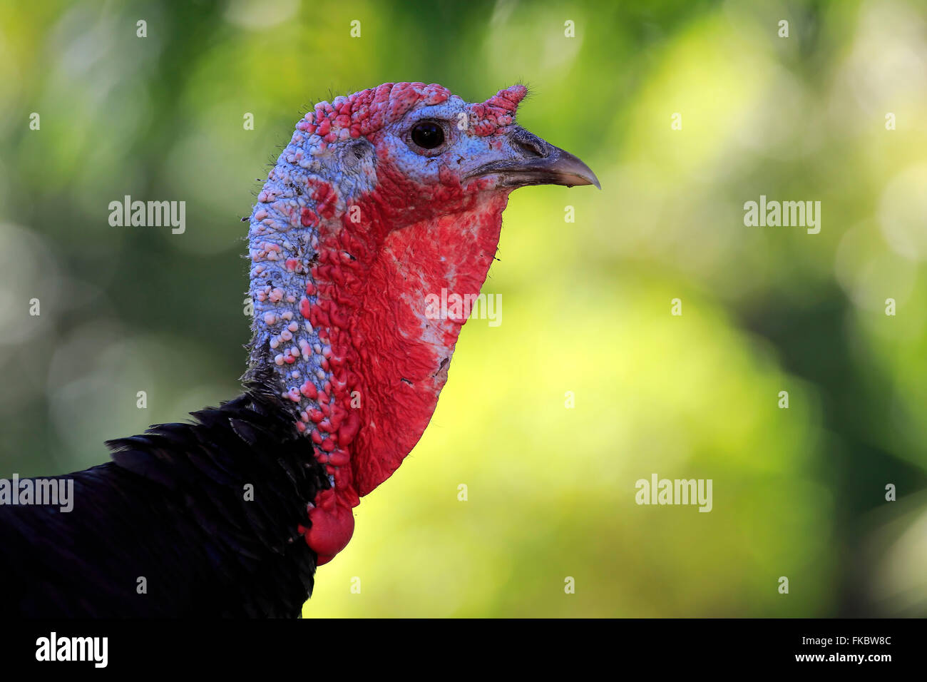 Wilder Truthahn, Erwachsene Porträt, Südafrika, Afrika / (Meleagris Gallopavo) Stockfoto
