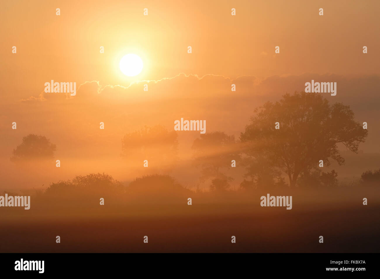 Sonnenaufgang über einem kultivierten Land, Landschaft und Felder mit Reihen von Bäumen und Sträuchern, Morgennebel, voller Atmosphäre. Stockfoto