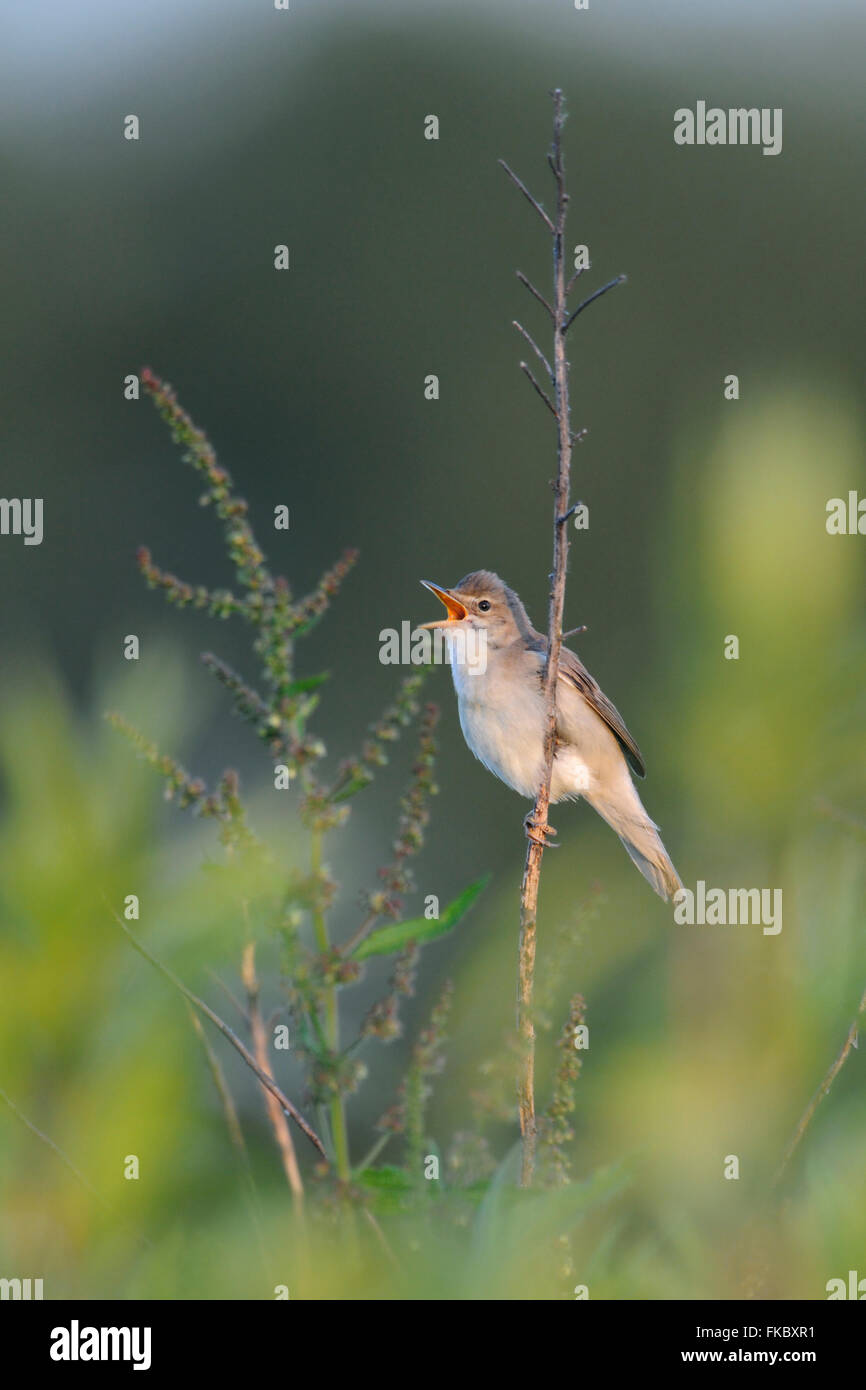 Marsh Warbler / Sumpfrohrsaenger (Acrocephalus Palustris), Zugvogel, singt seine Balz in wunderschöner Umgebung. Stockfoto