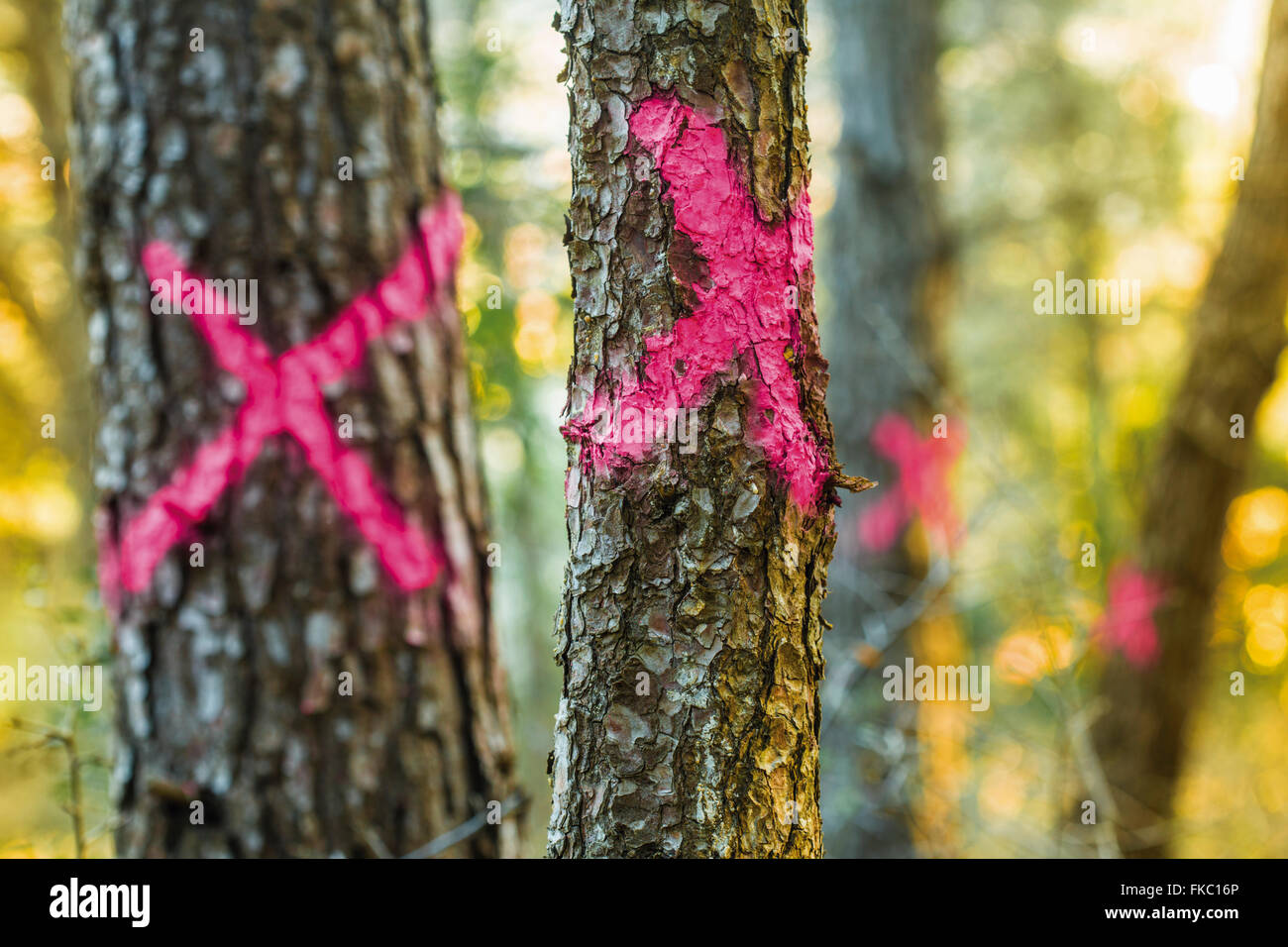 Klimawandel zum Schneiden Bäume und Gebäude auf dem Boden markiert Stockfoto