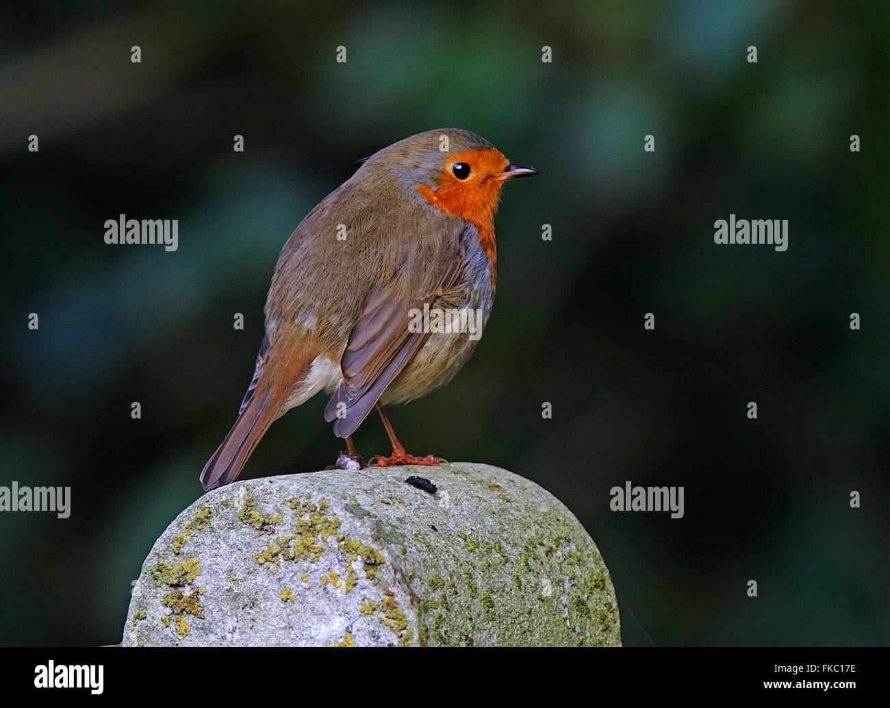 Ein Rotkehlchen thront auf einem Pfosten. Stockfoto Ein Rotkehlchen thront auf einem Pfosten. Stockfoto
