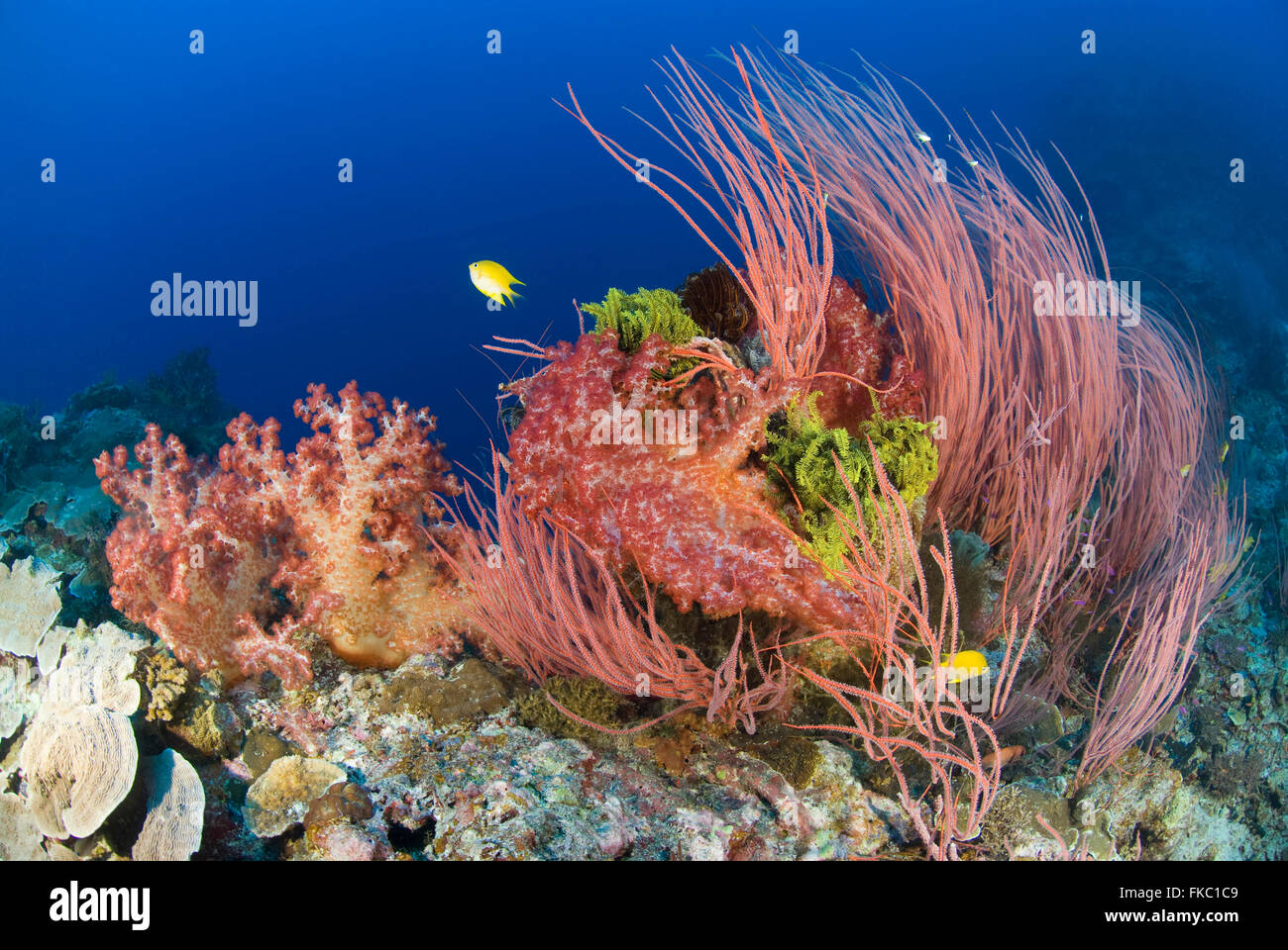 Ein Riff voller Rote Peitsche Korallen oder Meer Peitschen, Ellisella sp. Stockfoto