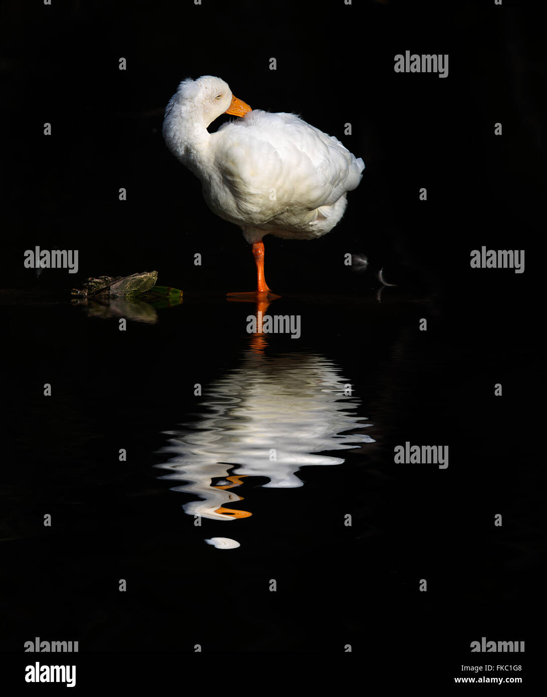 Aylesbury Ente ruht. Stockfoto