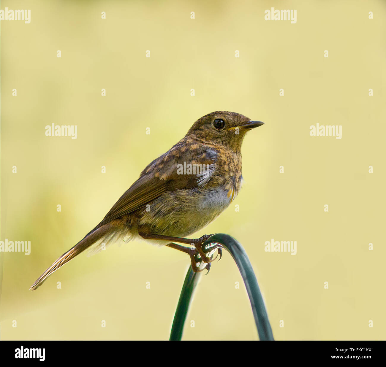 Junge Robin thront Stockfoto Junge Robin thront Stockfoto