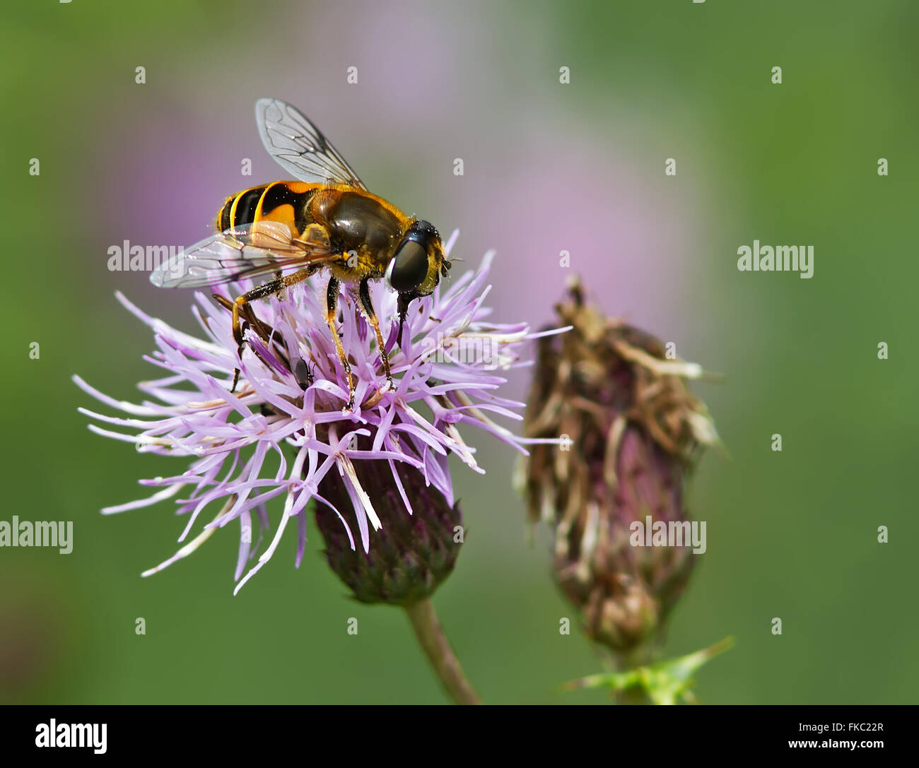 Hoverfly Fütterung auf eine Distel Blume. Stockfoto