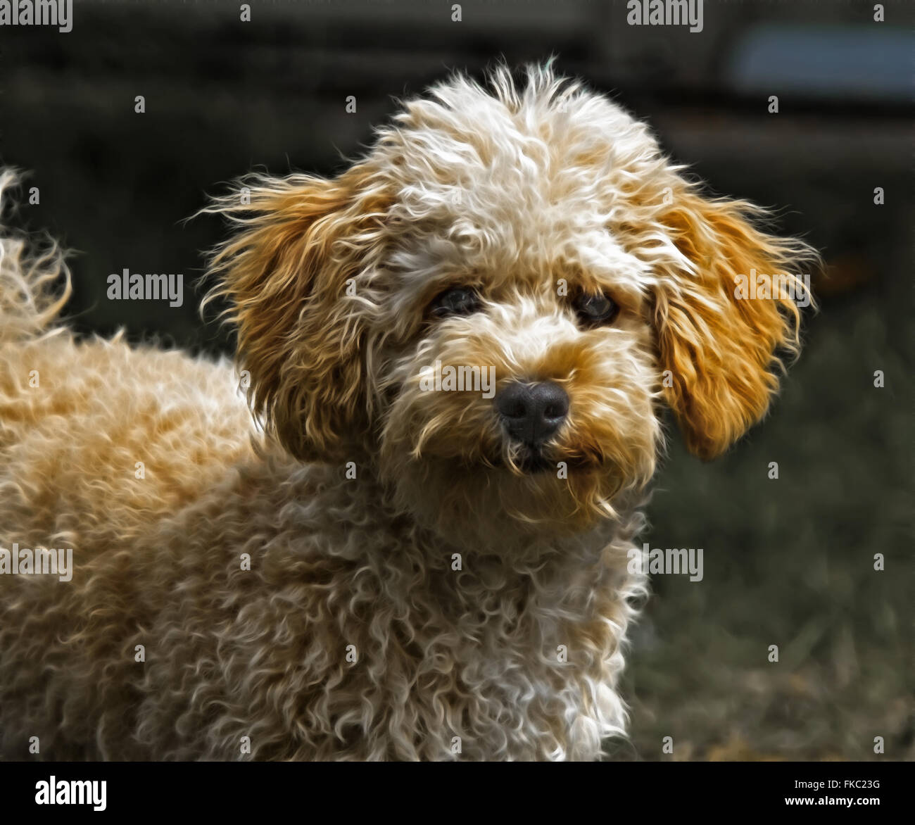 Cavapoo Welpen Stockfoto Cavapoo Welpen Stockfoto