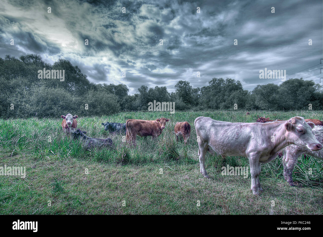 Kühe in einem Feld Stockfoto Kühe in einem Feld Stockfoto