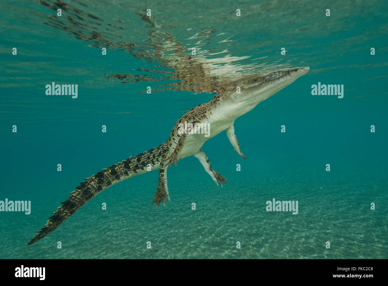 Salzwasser-Krokodil, Crocodylus Porosus ist die größte aller lebenden Krokodile und Reptilien. Es ist in geeigneten Lebensraum gefunden. Stockfoto