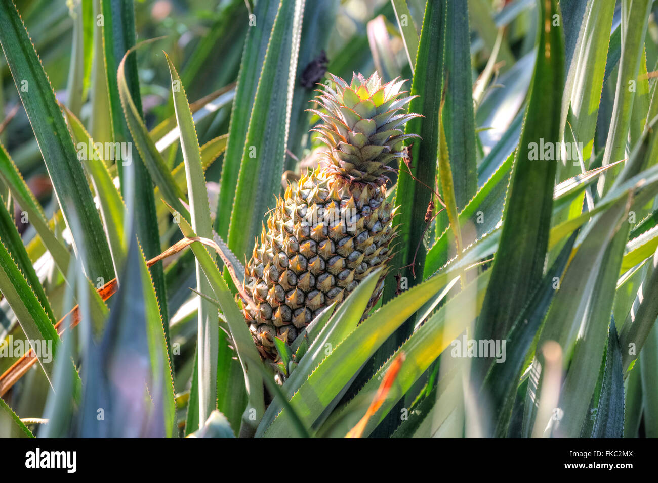 Ananas-Plantage in Kerala, Südindien Stockfoto