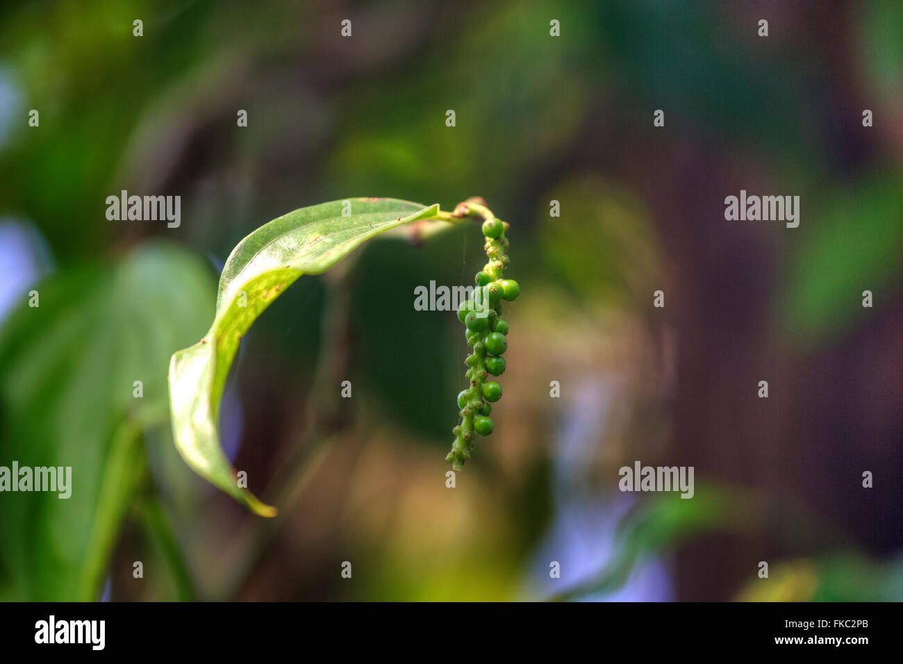 grünem Pfeffer auf einer Plantage in Kerala, Südindien Stockfoto