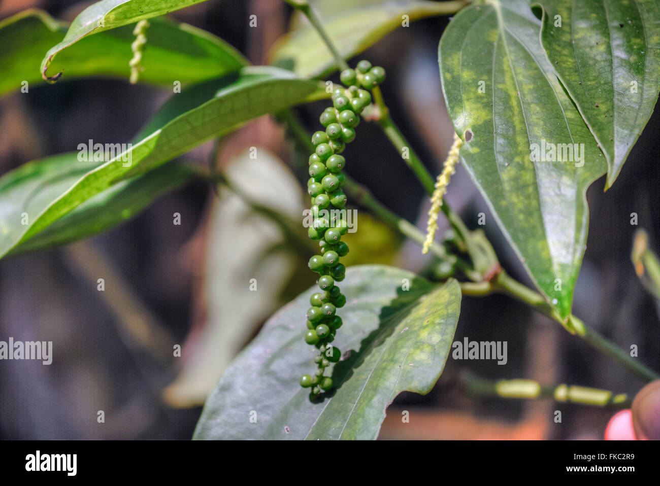 grünem Pfeffer auf einer Plantage in Kerala, Südindien Stockfoto