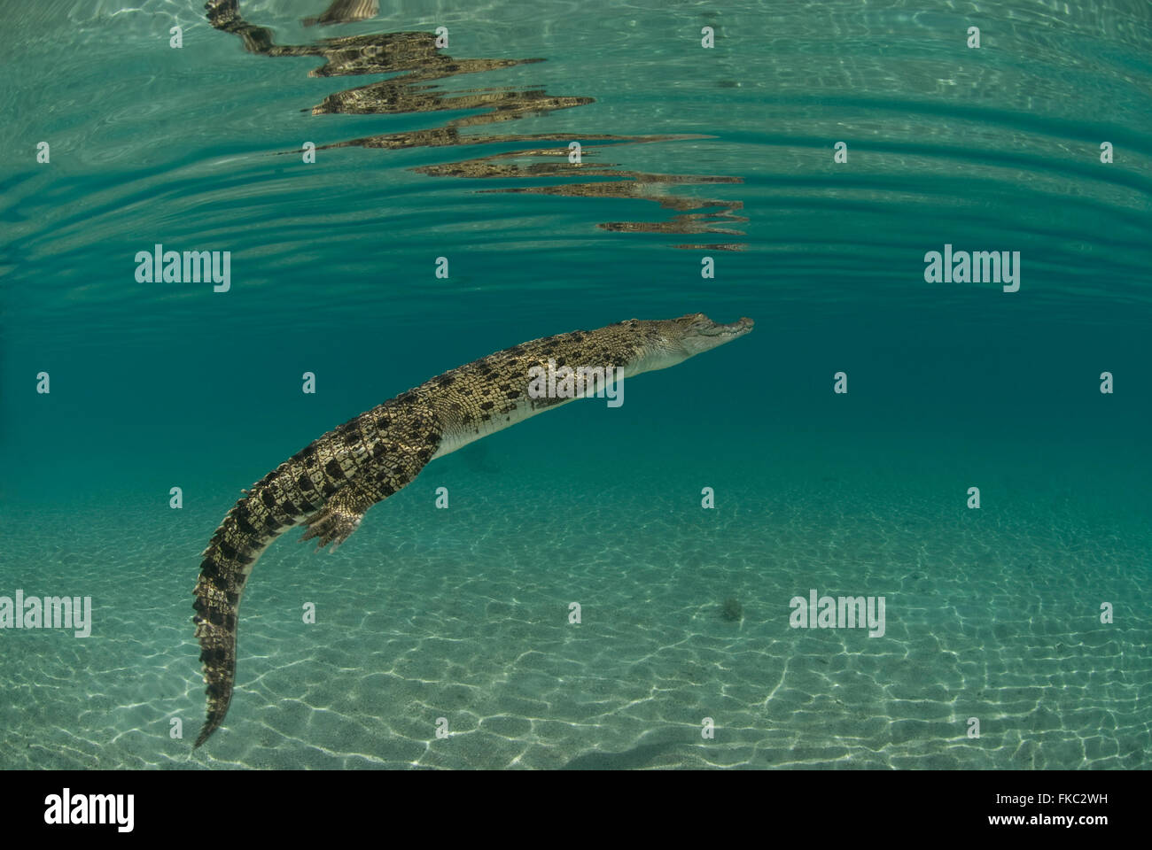 Salzwasser-Krokodil, Crocodylus Porosus ist die größte aller lebenden Krokodile und Reptilien. Es ist in geeigneten Lebensraum gefunden. Stockfoto