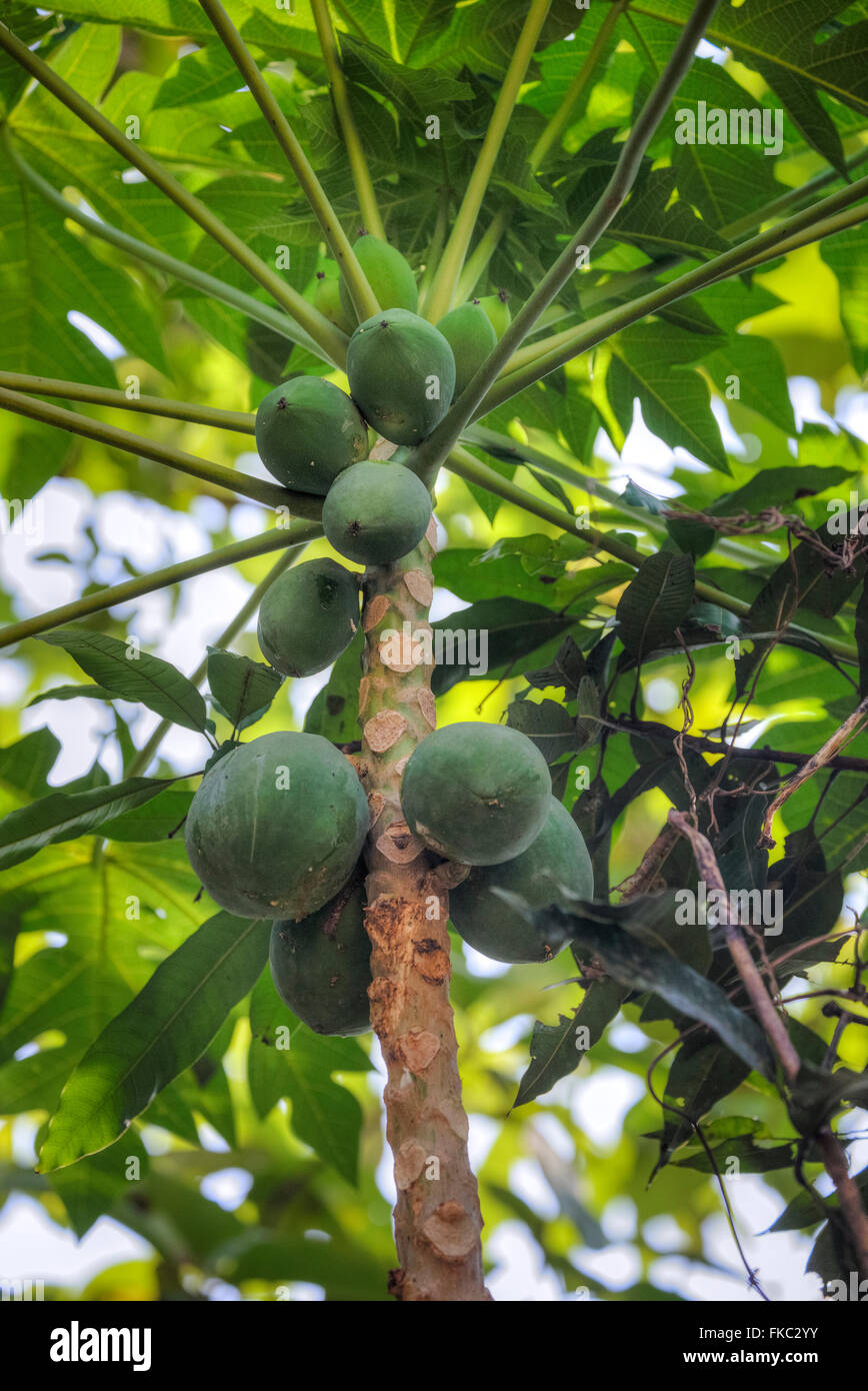 Mangobaum in Kerala, Südindien Stockfoto