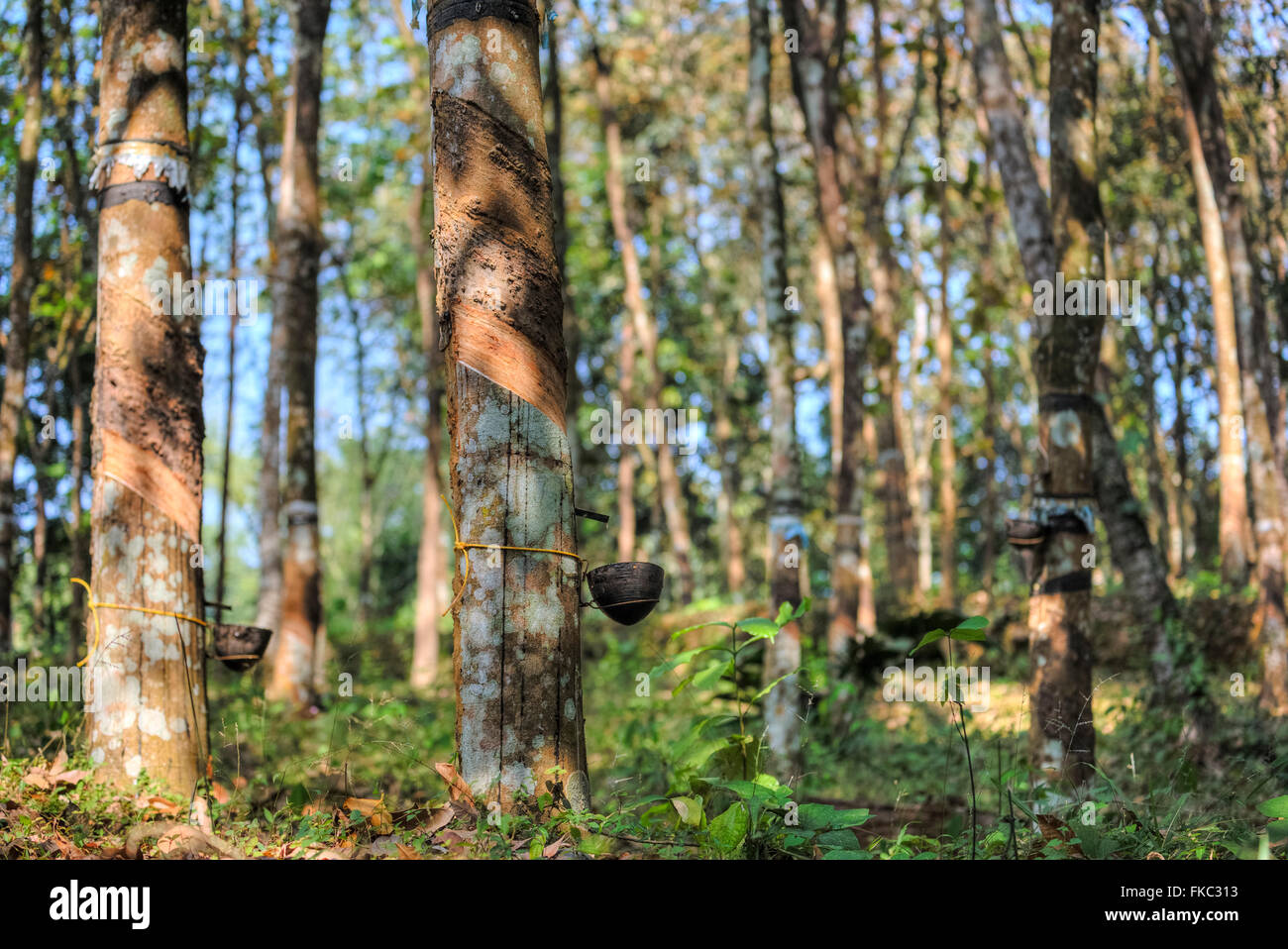 Eukalyptusbäume in Kerala, Südindien Stockfoto