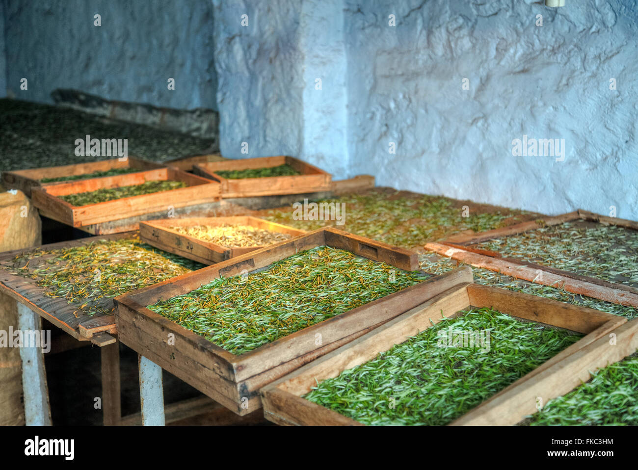 Teeblätter trocknen in einer Teeplantage in Peermade, Kerala, Indien Stockfoto
