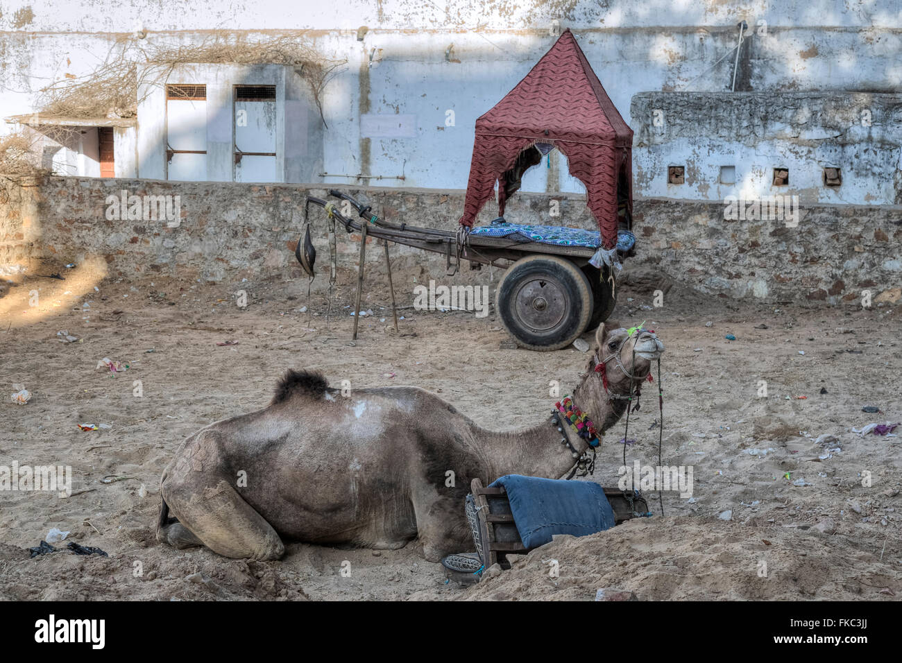Kamel mit Kutsche in Pushkar, Ajmer, Rajasthan, Indien, Asien Stockfoto