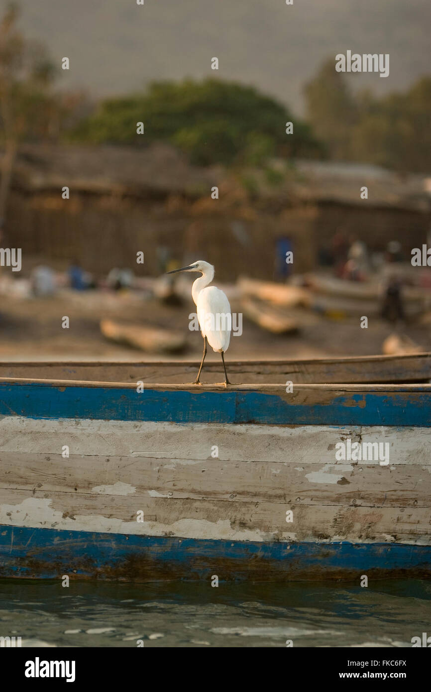 Wasservögel auf Fischerboot am Malawi-See Stockfoto