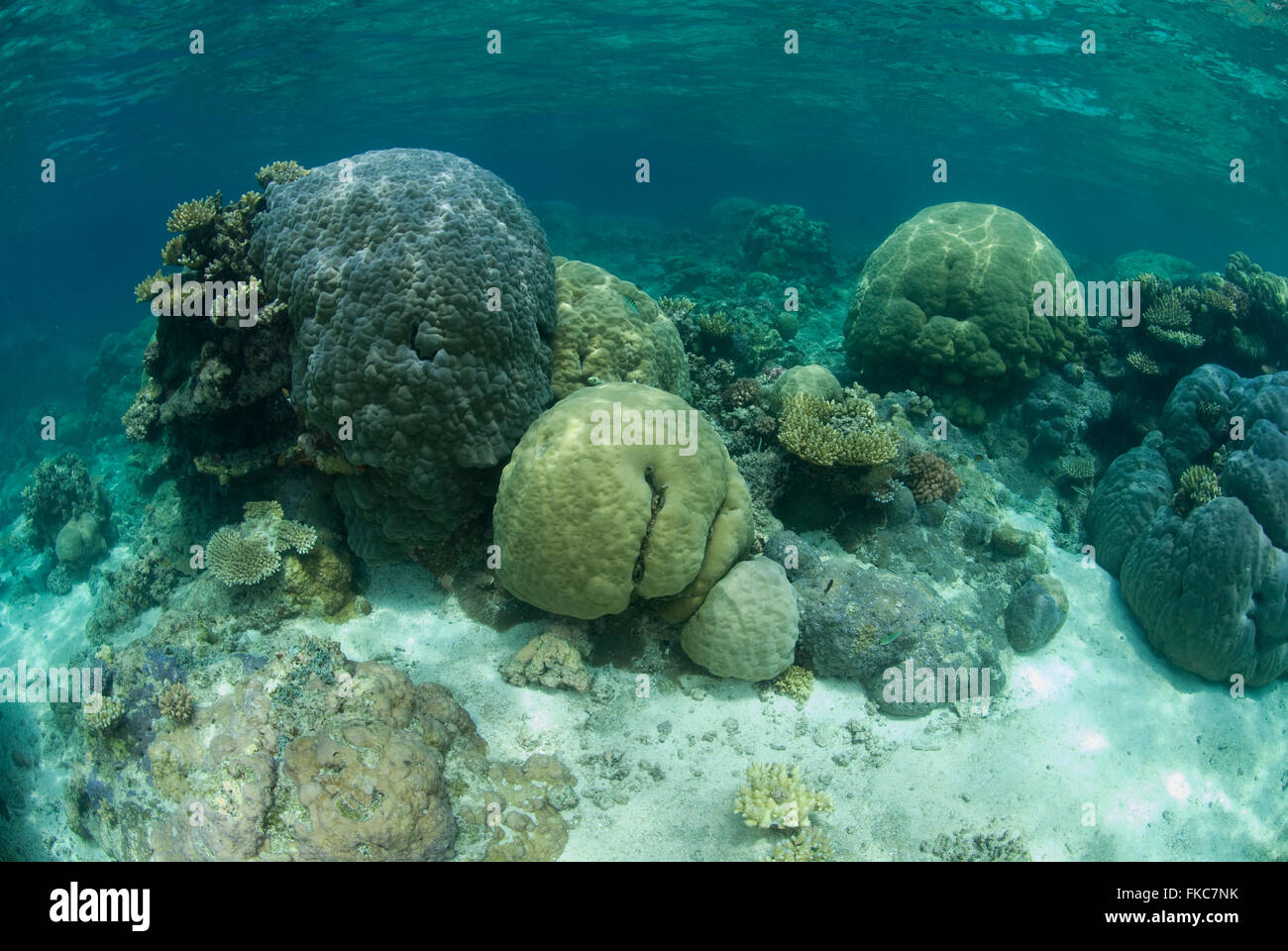 Porites Korallen Köpfe im Riff, Porites sp. Stockfoto
