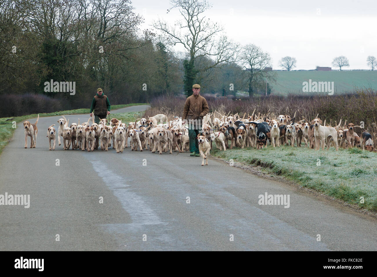 Ashwell, Rutland, UK. 8. März 2016. Die Cottesmore Hunt-Mitarbeiter unter der Cottesmore Hunt Hund an einem frühen Morgen laufen geben ihnen einige Übung Credit: Jim Harrison/Alamy Live News Stockfoto