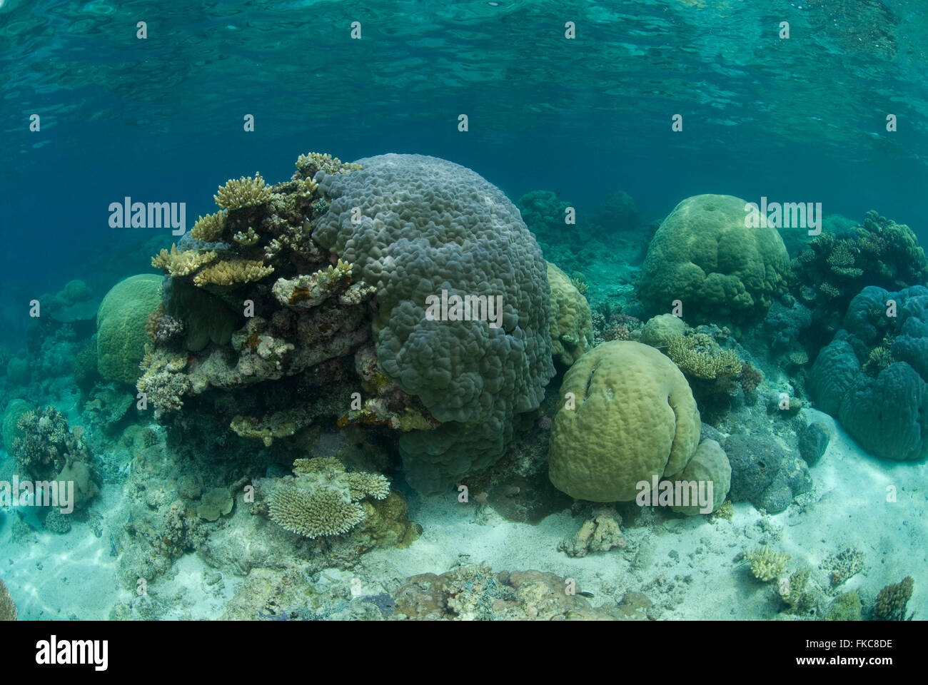 Porites Korallen Köpfe im Riff, Porites sp. Stockfoto