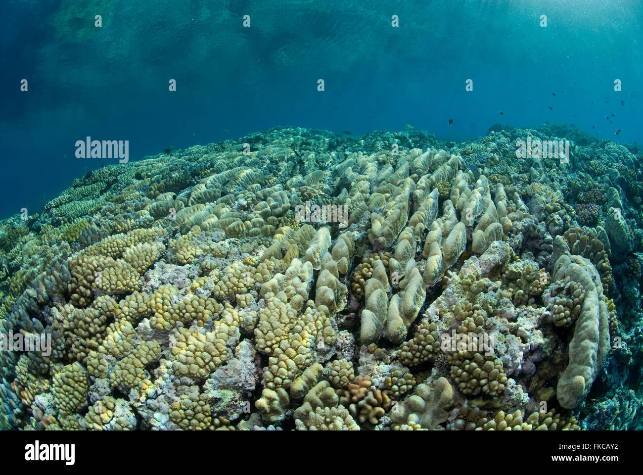 Korallenriff im hohen Norden äußeren Great Barrier Reef. Koralle-Formationen sind wegen der starken Brandung und Wellen Throug gestrafft. Stockfoto