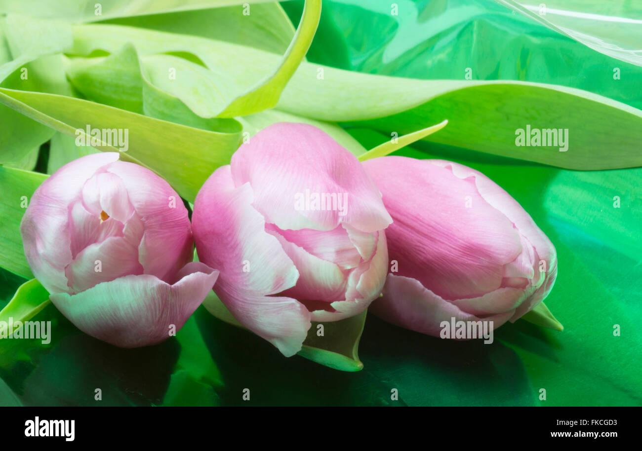 Strauß aus roten und weißen Tulpen mit grünen Blatt beruht auf Tisch Stockfoto