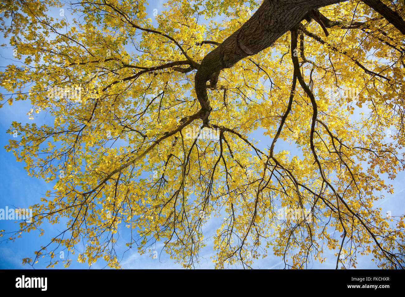 Pappelbaum im Sonnenlicht mit gelben Blätter im Herbst in den Niederlanden gegen blaue skyn Stockfoto