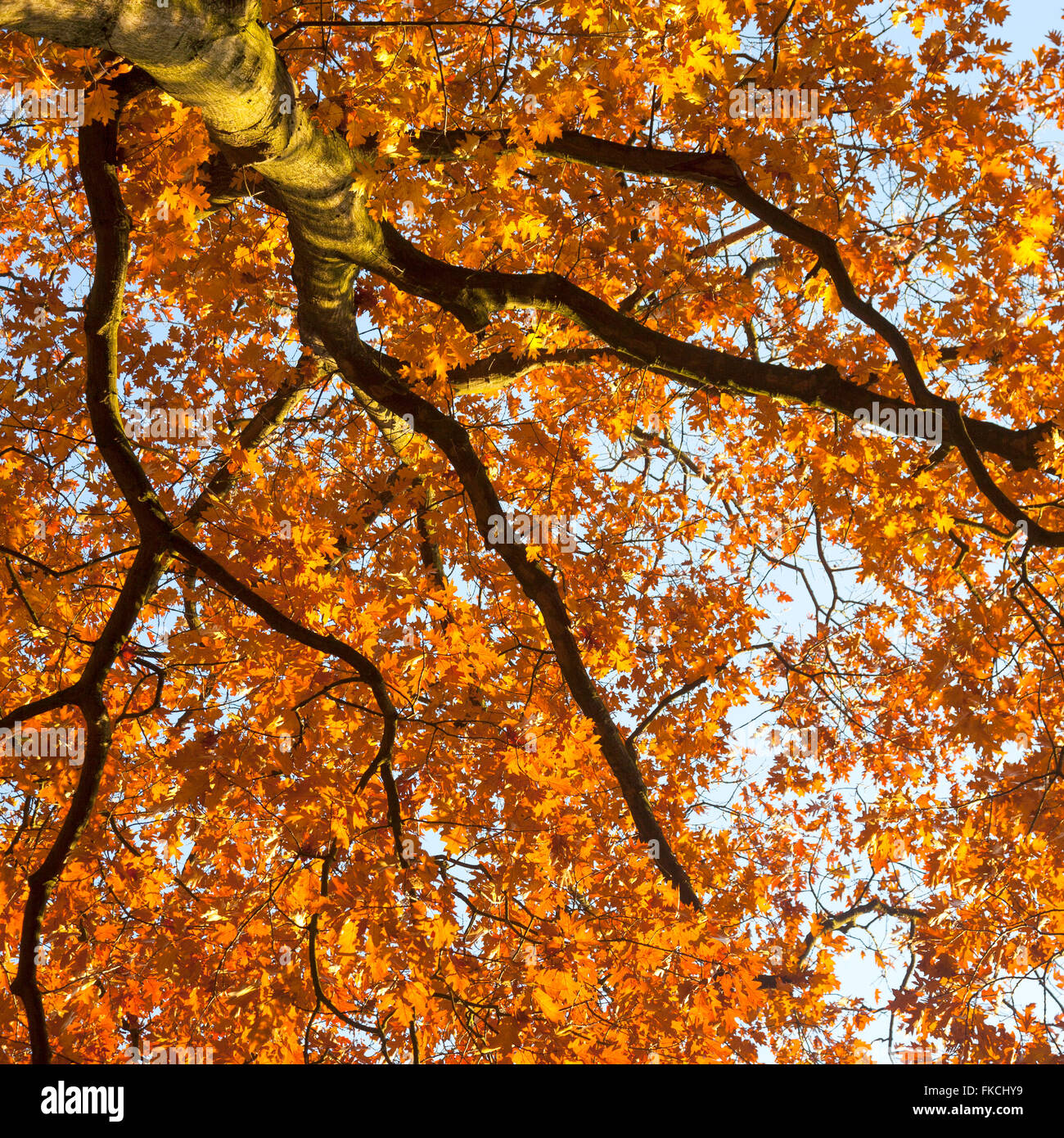 lebendigen Herbstfarben auf Eiche Blätter gegen blauen Himmel, beleuchtet von Sonne am schönen Herbsttag Stockfoto