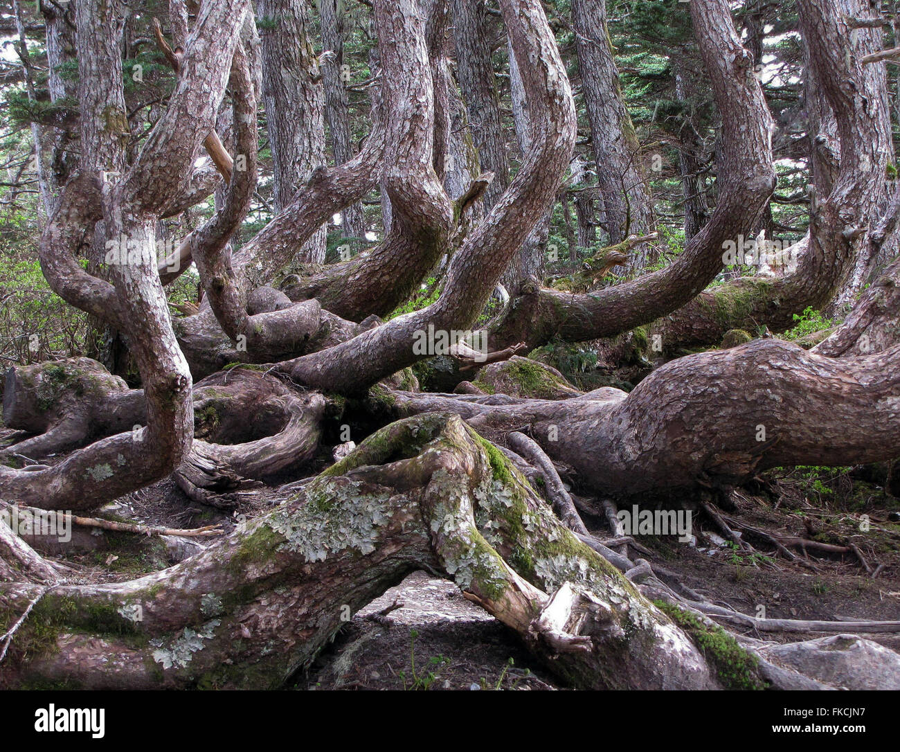 Hemlock Snowcrook in den Wäldern von Alaska ist eine bizarre natürlichen Anblick. Stockfoto