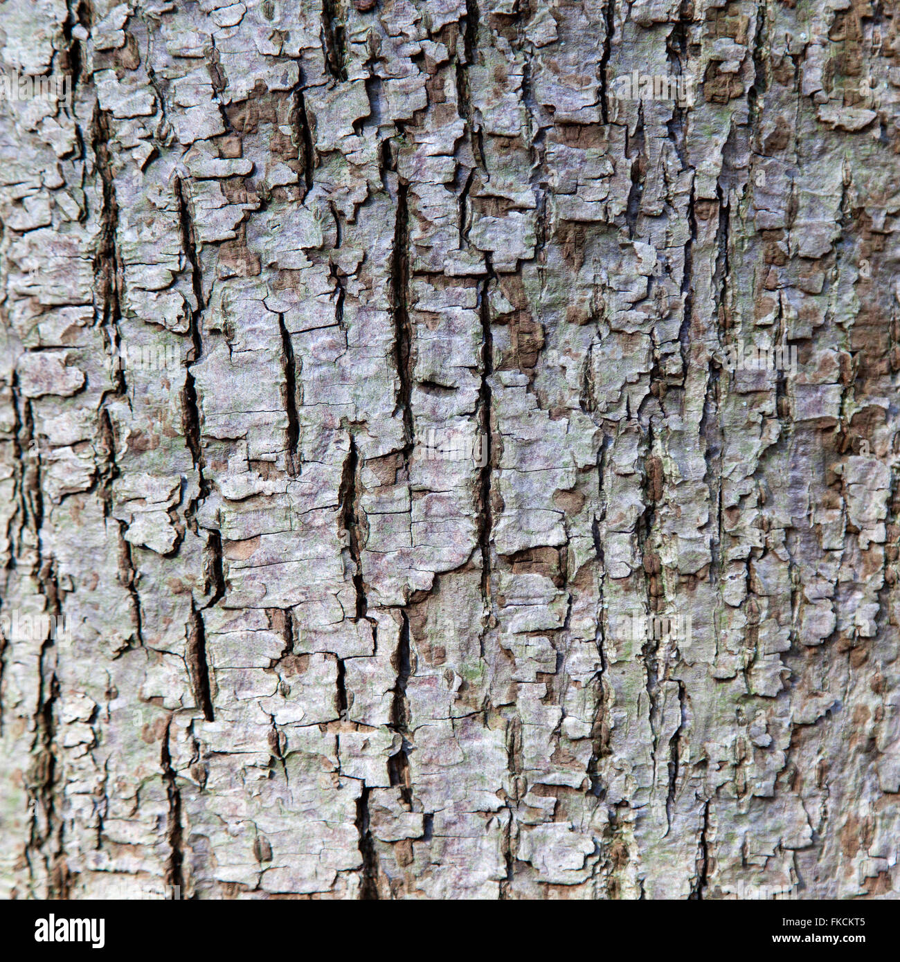 abstrakte Muster der Rinde auf Tilia Cordata oder kleine großblättrige Linde Stockfoto