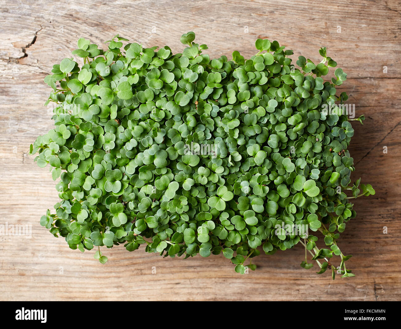 Frischer Rucola Sprossen auf Holztisch; Ansicht von oben Stockfoto