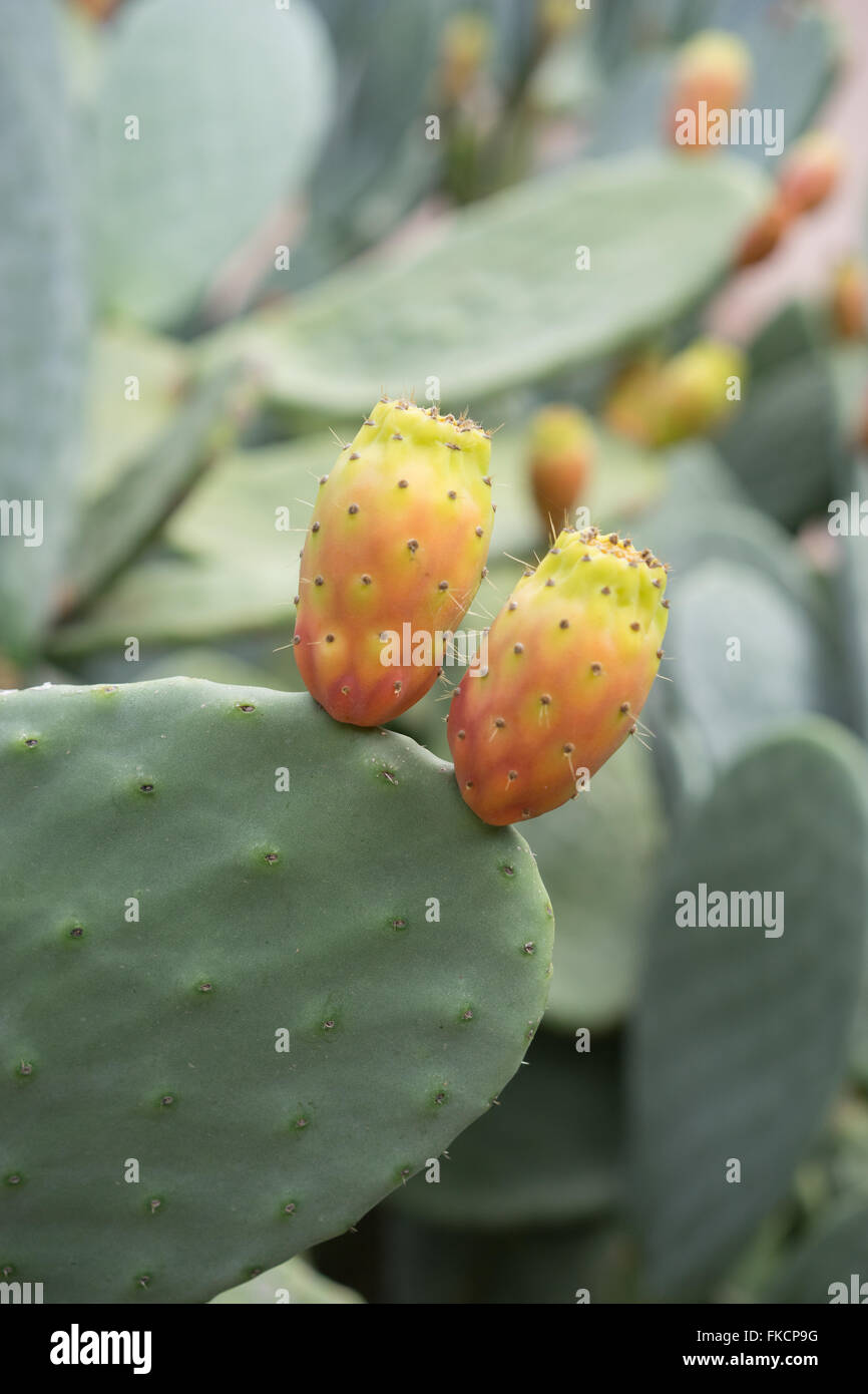 Nahaufnahme der Prickly Pear Cactus Fruit Stockfoto