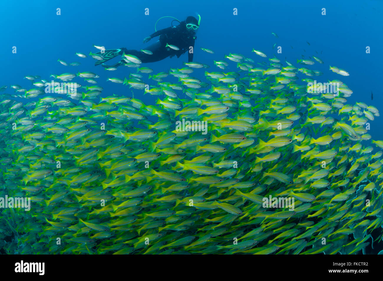 Schulbildung Großaugen-Schnapper (Lutjanus Lutjanus) mit Taucher. Stockfoto